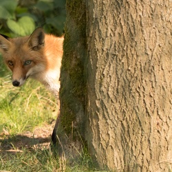 2017 Fasanerie Wiesbaden